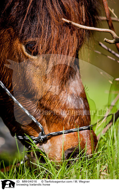 grasender Islnder / browsing Icelandic horse / MW-04016