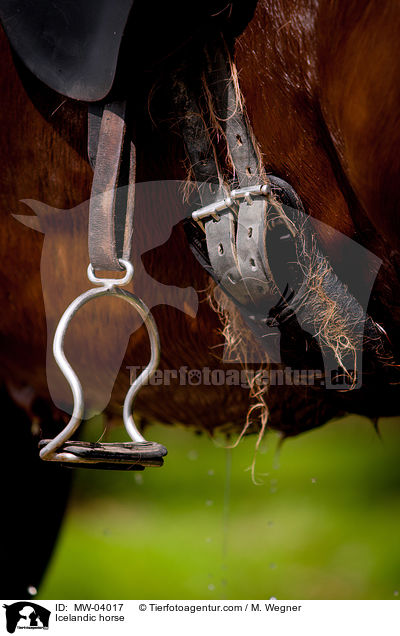 Islnder / Icelandic horse / MW-04017