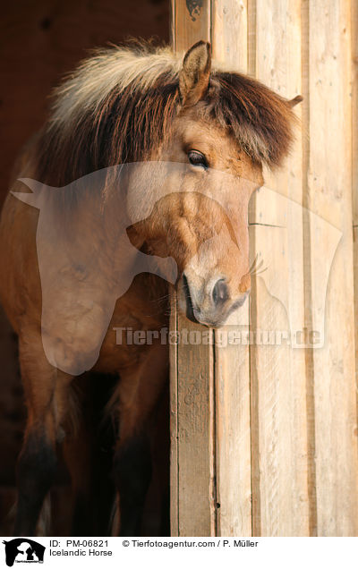 Islnder / Icelandic Horse / PM-06821