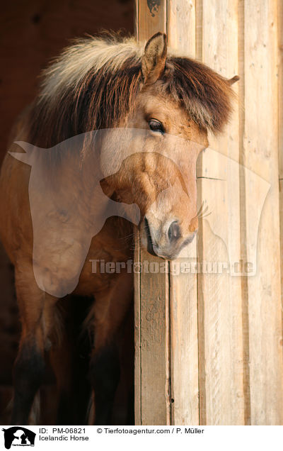 Icelandic Horse / PM-06821