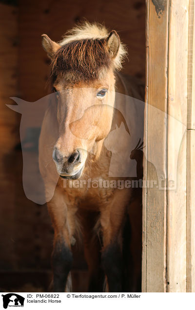 Icelandic Horse / PM-06822