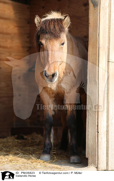 Icelandic Horse / PM-06823
