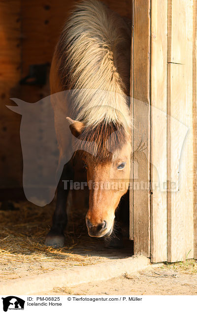 Islnder / Icelandic Horse / PM-06825
