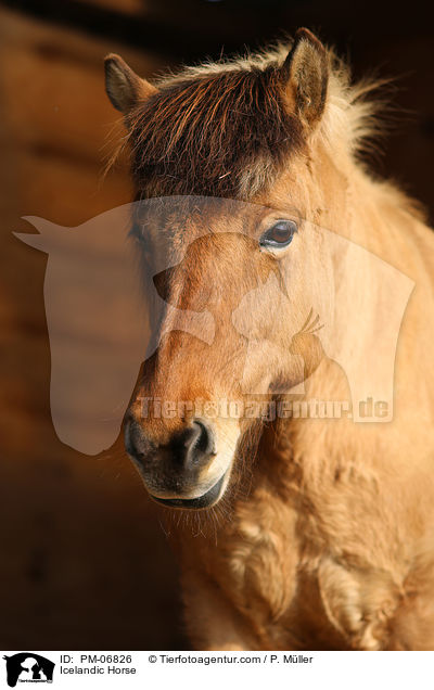 Islnder / Icelandic Horse / PM-06826