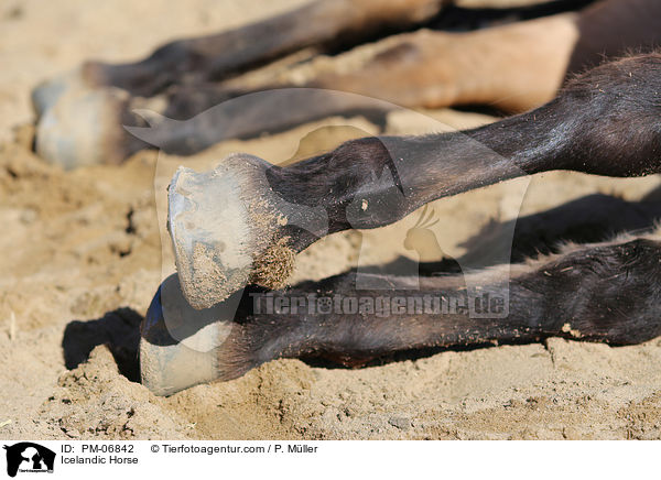 Islnder / Icelandic Horse / PM-06842