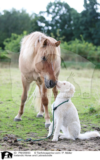 Icelandic Horse and Labradoodle / PM-06893