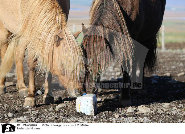 Islnder / Icelandic Horses / PM-06897