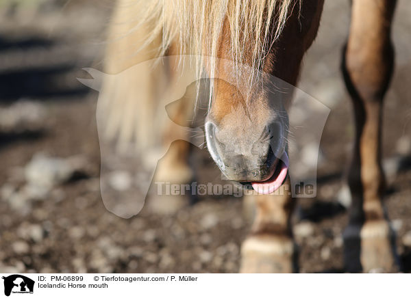 Islnder Maul / Icelandic Horse mouth / PM-06899
