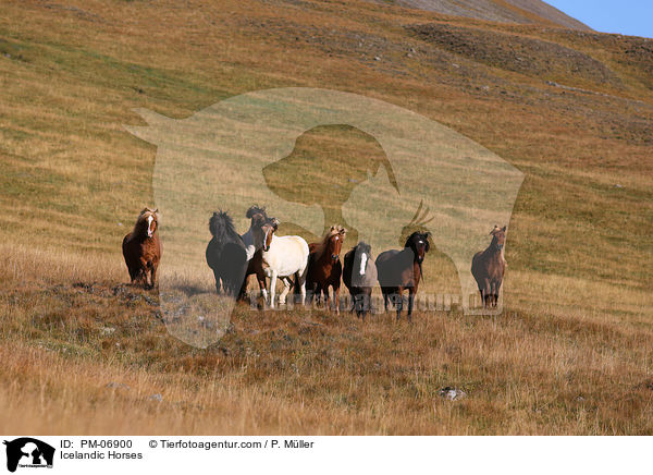 Islnder / Icelandic Horses / PM-06900