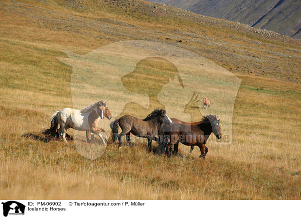 Islnder / Icelandic Horses / PM-06902