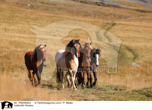 Islnder / Icelandic Horses / PM-06903