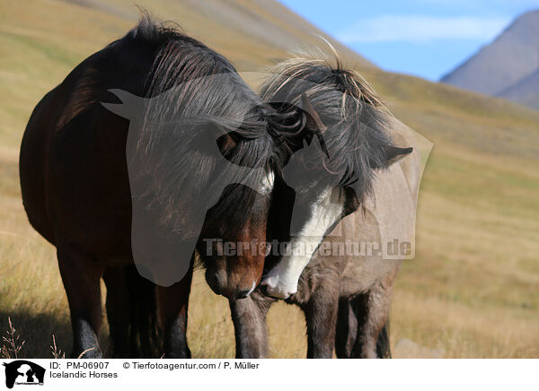 Islnder / Icelandic Horses / PM-06907