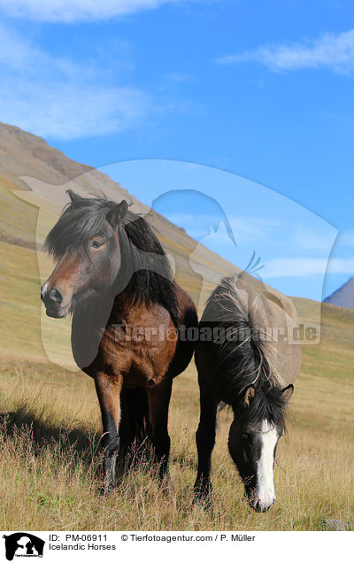 Islnder / Icelandic Horses / PM-06911
