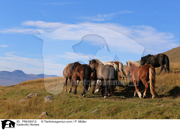 Islnder / Icelandic Horses / PM-06912