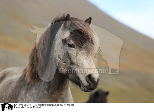 Islnder Portrait / Icelandic Horse Portrait / PM-06917