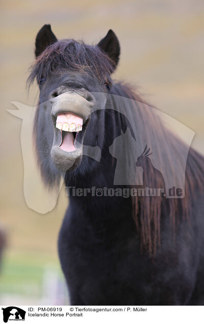 Icelandic Horse Portrait / PM-06919