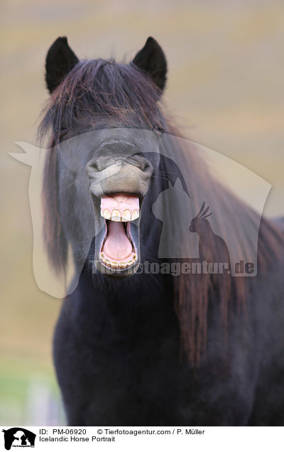 Islnder Portrait / Icelandic Horse Portrait / PM-06920