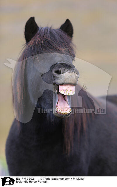 Icelandic Horse Portrait / PM-06921