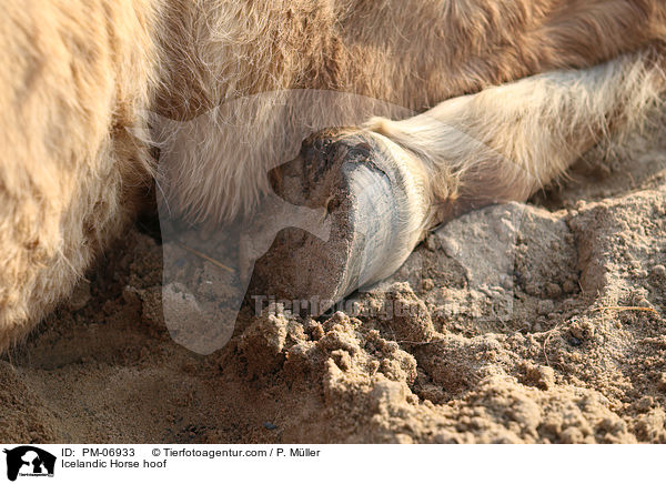Islnder Huf / Icelandic Horse hoof / PM-06933