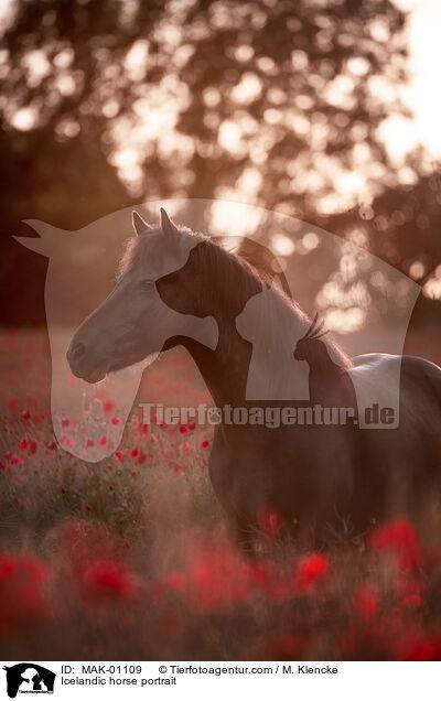 Islnder Portrait / Icelandic horse portrait / MAK-01109