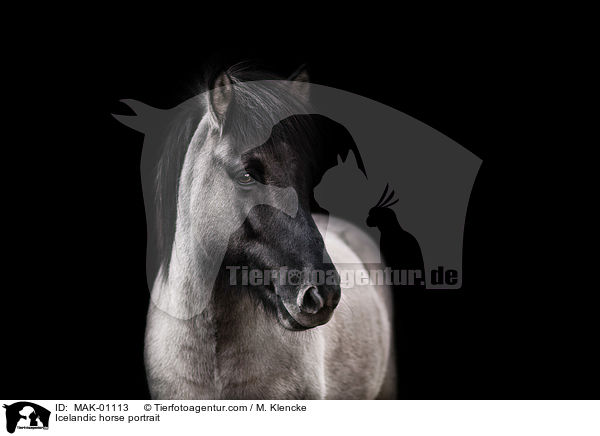 Islnder Portrait / Icelandic horse portrait / MAK-01113