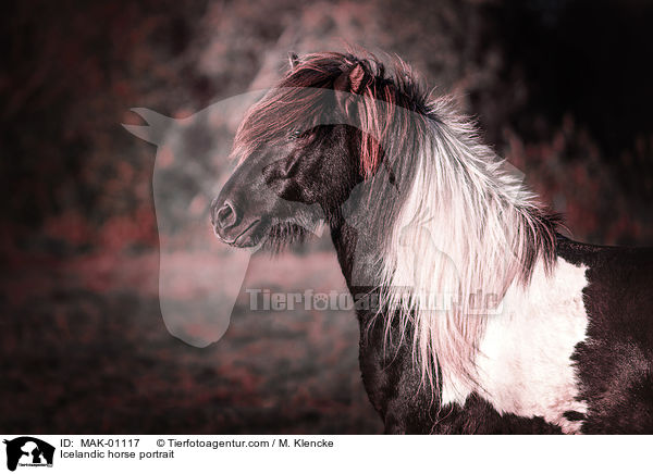 Islnder Portrait / Icelandic horse portrait / MAK-01117