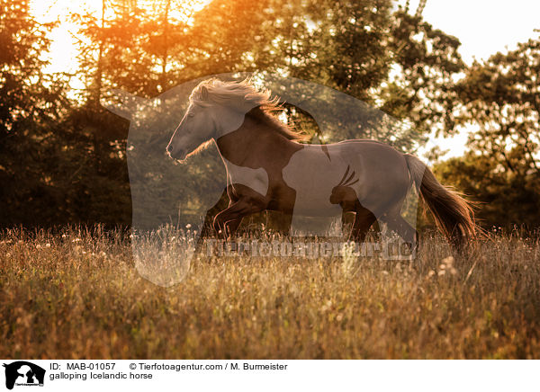 galoppierender Islnder / galloping Icelandic horse / MAB-01057