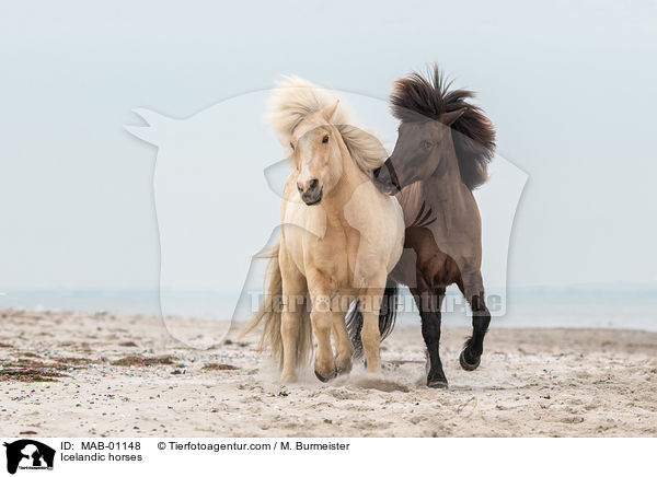 Islnder / Icelandic horses / MAB-01148