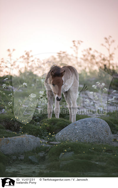 Islnder / Icelandic Pony / VJ-01231