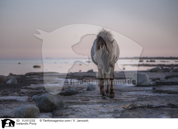 Islnder / Icelandic Pony / VJ-01232