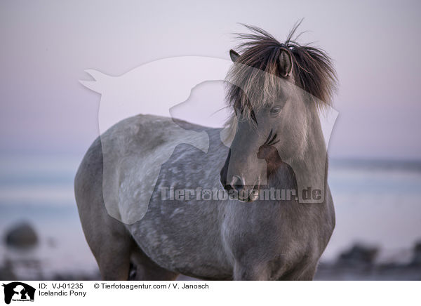 Islnder / Icelandic Pony / VJ-01235