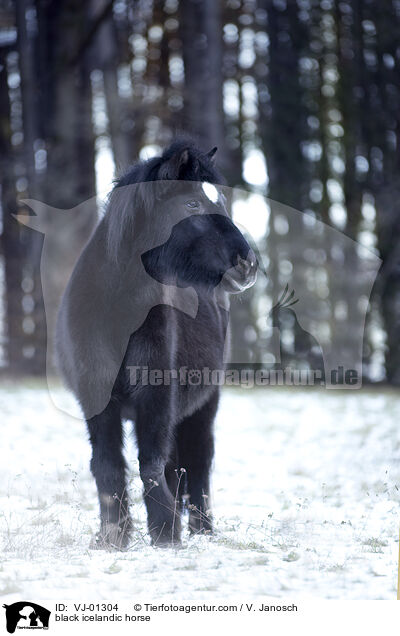 black icelandic horse / VJ-01304