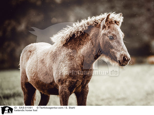 Islnder Fohlen / Icelandic horse foal / SAS-01091