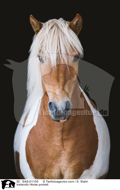 Islnder Portrait / Icelandic Horse portrait / SAS-01105