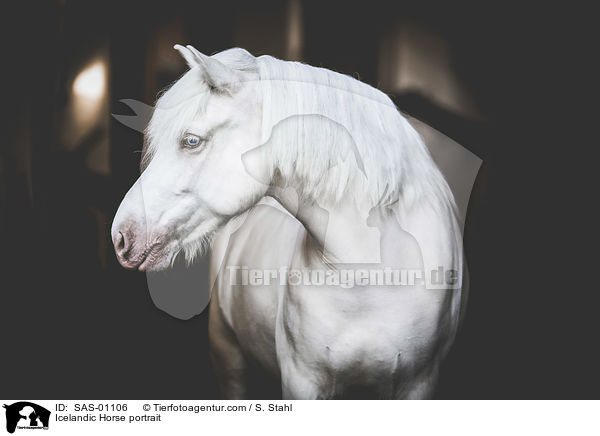 Islnder Portrait / Icelandic Horse portrait / SAS-01106