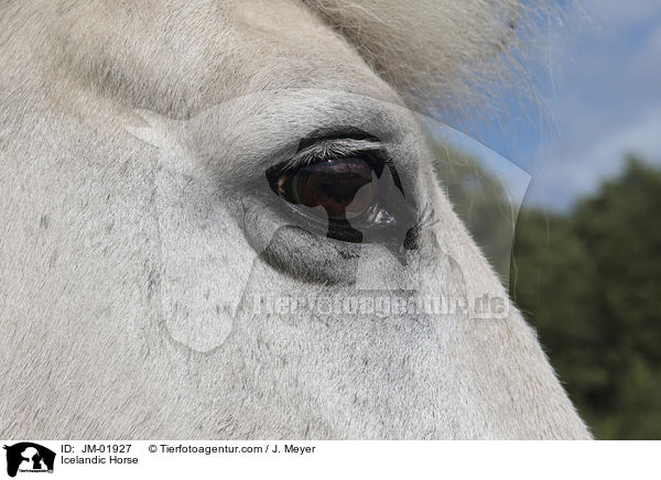 Icelandic Horse / JM-01927