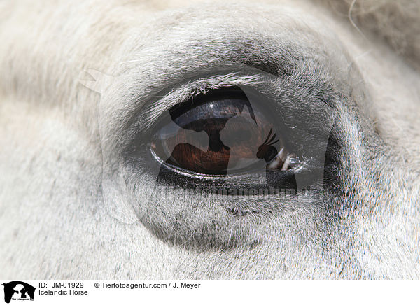 Islnder / Icelandic Horse / JM-01929
