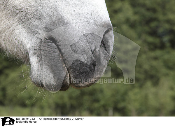 Islnder / Icelandic Horse / JM-01932