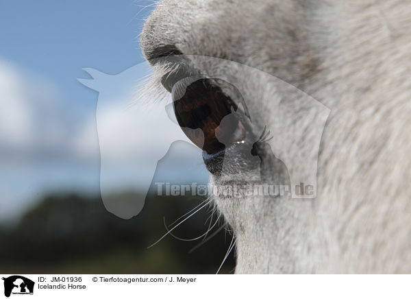 Icelandic Horse / JM-01936