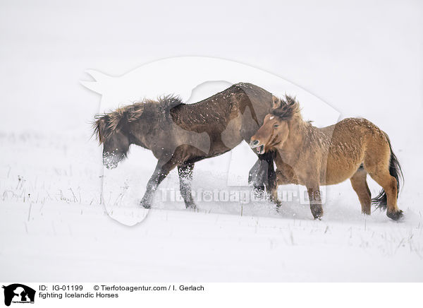 kmpfende Islnder / fighting Icelandic Horses / IG-01199
