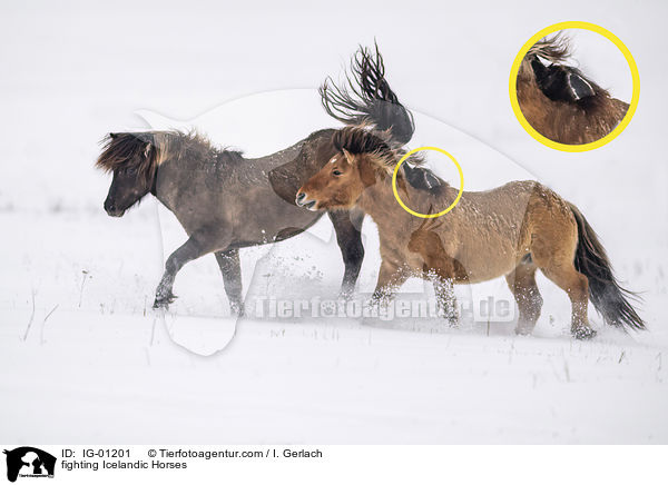 kmpfende Islnder / fighting Icelandic Horses / IG-01201