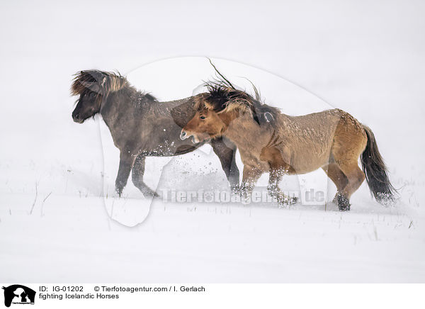 kmpfende Islnder / fighting Icelandic Horses / IG-01202