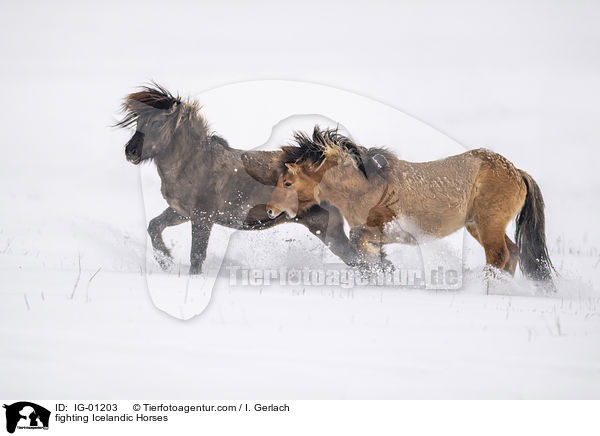 kmpfende Islnder / fighting Icelandic Horses / IG-01203