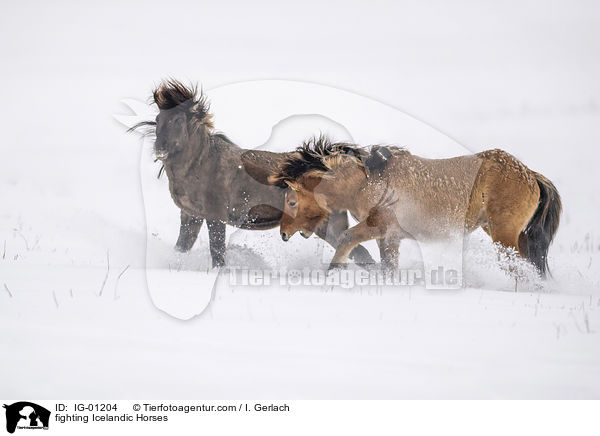 kmpfende Islnder / fighting Icelandic Horses / IG-01204