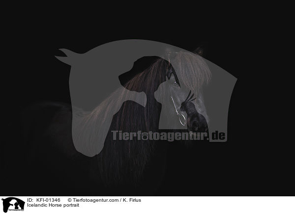 Islnder Portrait / Icelandic Horse portrait / KFI-01346
