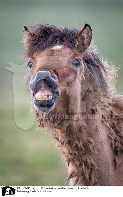 flehmender Islnder / flehming Icelandic Horse / IG-01526