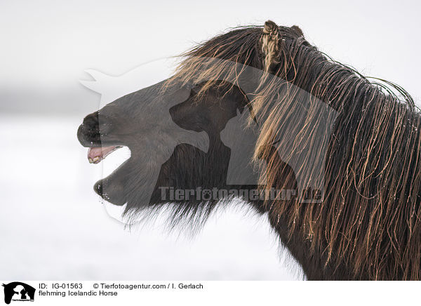 flehmender Islnder / flehming Icelandic Horse / IG-01563