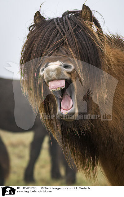yawning Icelandic Horse / IG-01706