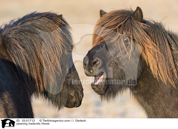 g�hnender Isl�nder / yawning Icelandic Horse / IG-01712