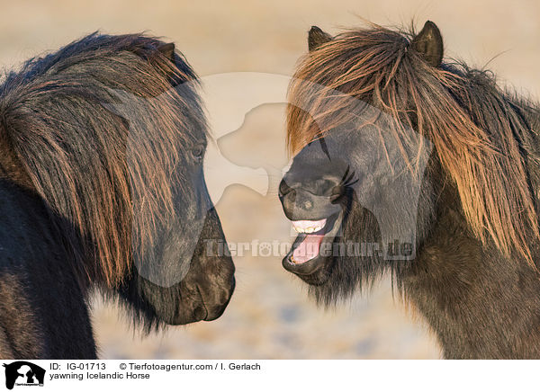g�hnender Isl�nder / yawning Icelandic Horse / IG-01713